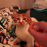 Ginger joined the competition — help win amazing prizes! animal, bedroom, blanket, cat, close_up, cozy, curious, cute, feline, furniture, hand, hello_kitty, indoor, orange_cat, pet, plush_toy, resting, soft_lighting, white_cat, wide_eyes