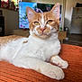 Ginger is registered to the contest to win money with this photo: blanket, cat, close_up, cozy, cute, domestic_animal, eyes, feline, fur, furniture, indoor, living_room, orange_and_white_cat, paws, pet, portrait, relaxed, resting, television, whiskers