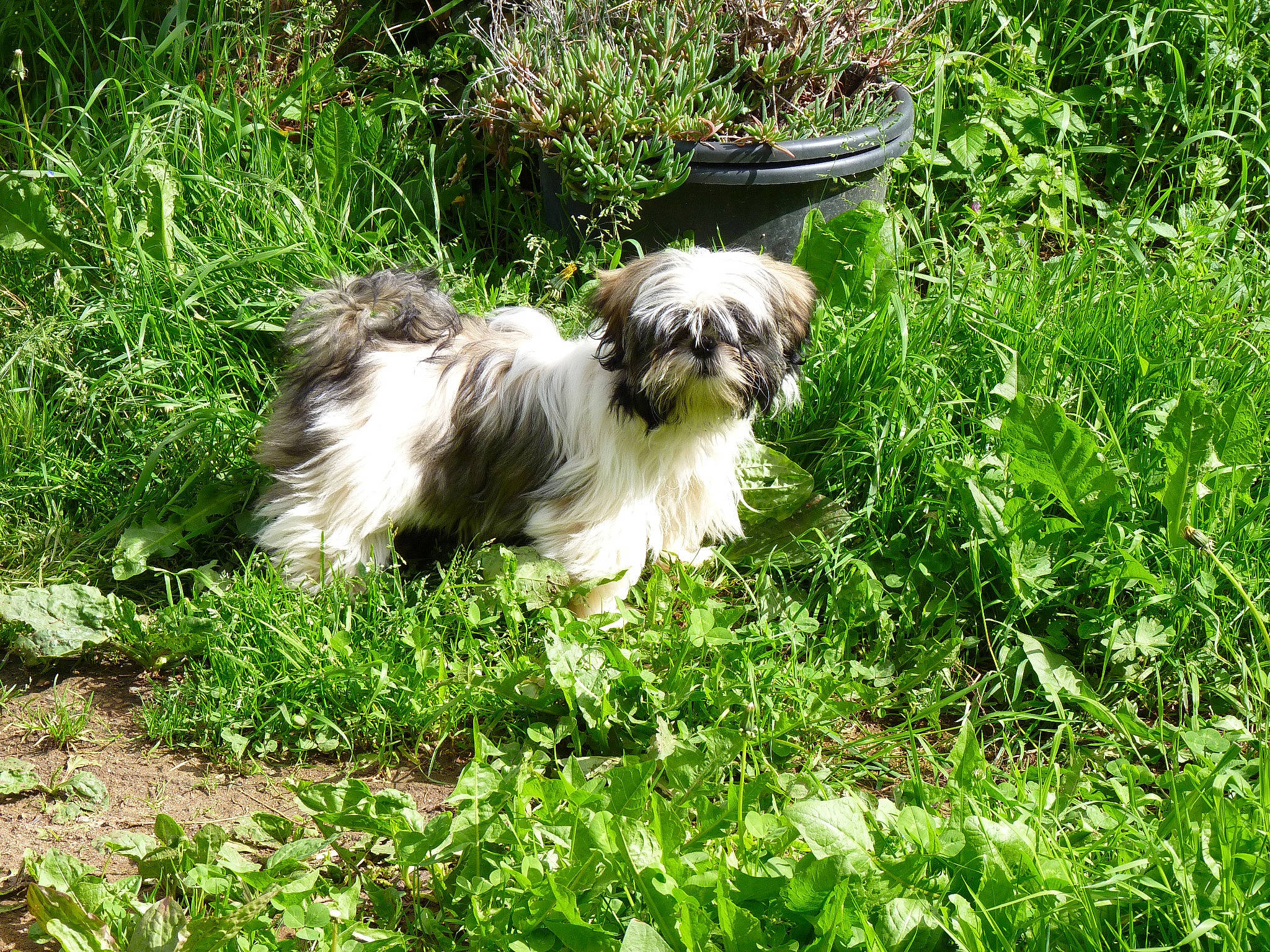 Kayla participe au concours pour gagner de l'argent avec cette photo : canidae, carnivore, companion_dog, dog, dog_breed, fur, grass, grassland, groundcover, liver, maltepoo, plant, shih_poo, shih_tzu, small_terrier, sporting_group, terrestrial_animal, terrier, toy_dog, working_animal