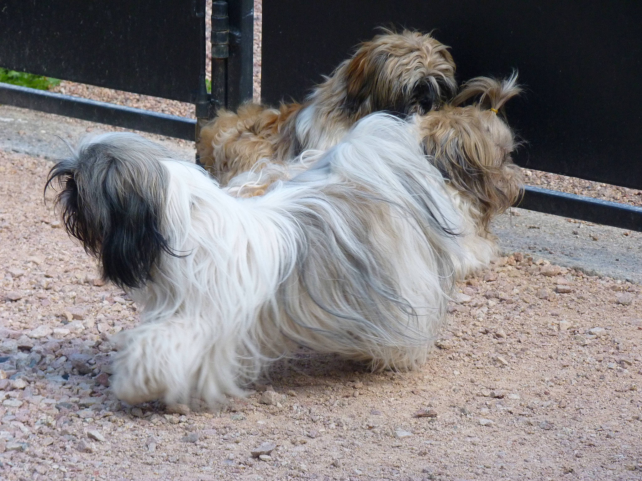 Kayla a rejoint le concours — aidez-le/la à gagner de superbes lots ! canidae, carnivore, companion_dog, dog, dog_breed, fur, liver, maltepoo, non_sporting_group, schapendoes, shih_tzu, small_terrier, snout, sporting_group, tail, terrestrial_animal, terrier, toy_dog, vertebrate, working_animal