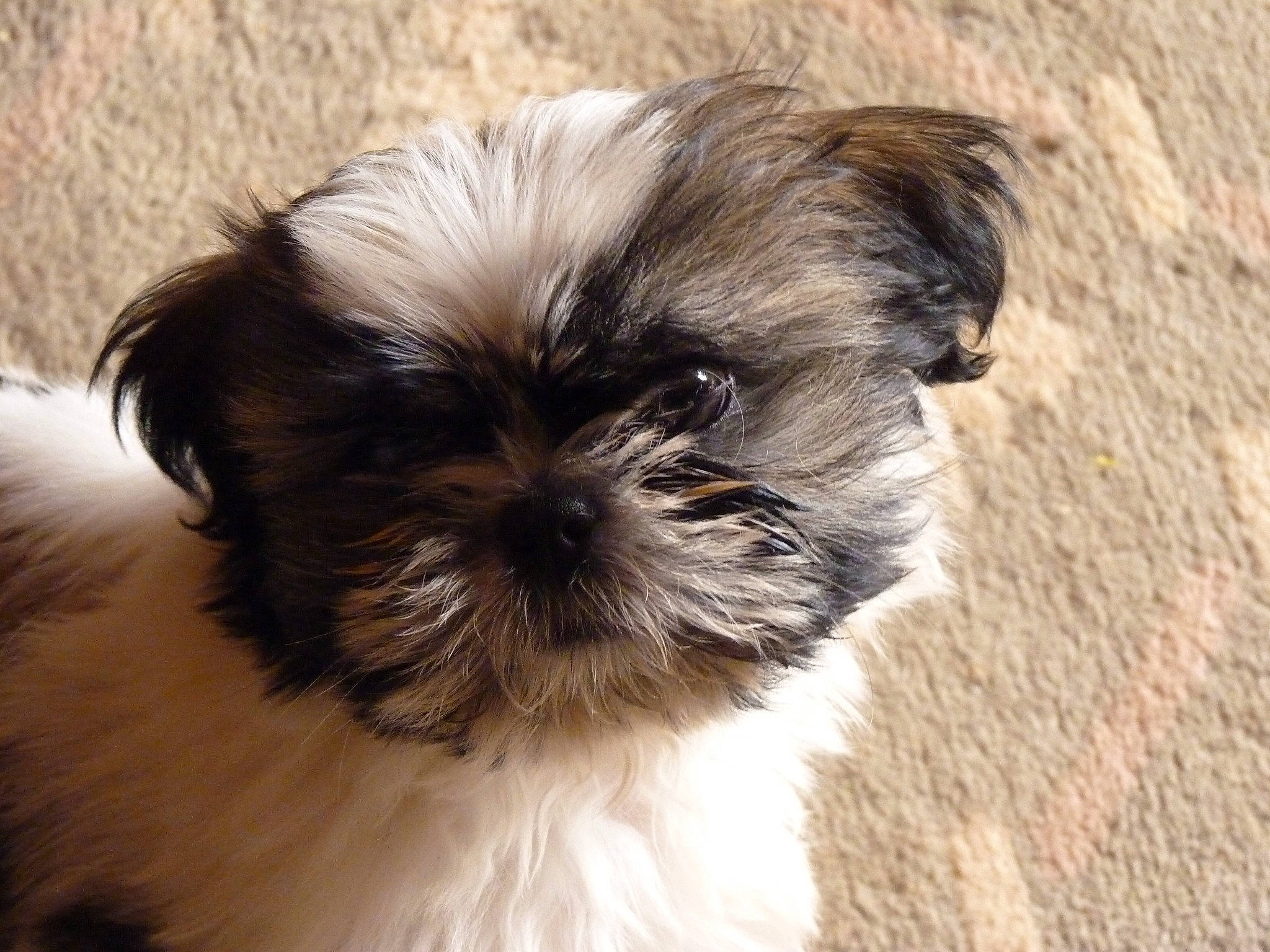 Kayla participe au concours pour gagner de l'argent avec cette photo : canidae, carnivore, companion_dog, dog, dog_breed, fawn, fur, liver, mal_shi, maltepoo, shih_poo, shih_tzu, small_terrier, snout, sporting_group, terrestrial_animal, terrier, toy_dog, working_animal, yorkipoo