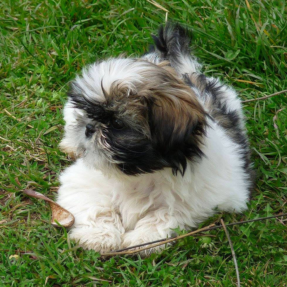 Kayla participe au concours pour gagner de l'argent avec cette photo : canidae, carnivore, companion_dog, dog, dog_breed, fur, grass, liver, mal_shi, maltepoo, plant, shih_poo, shih_tzu, sporting_group, tail, terrestrial_animal, terrier, toy_dog, water_dog, working_animal