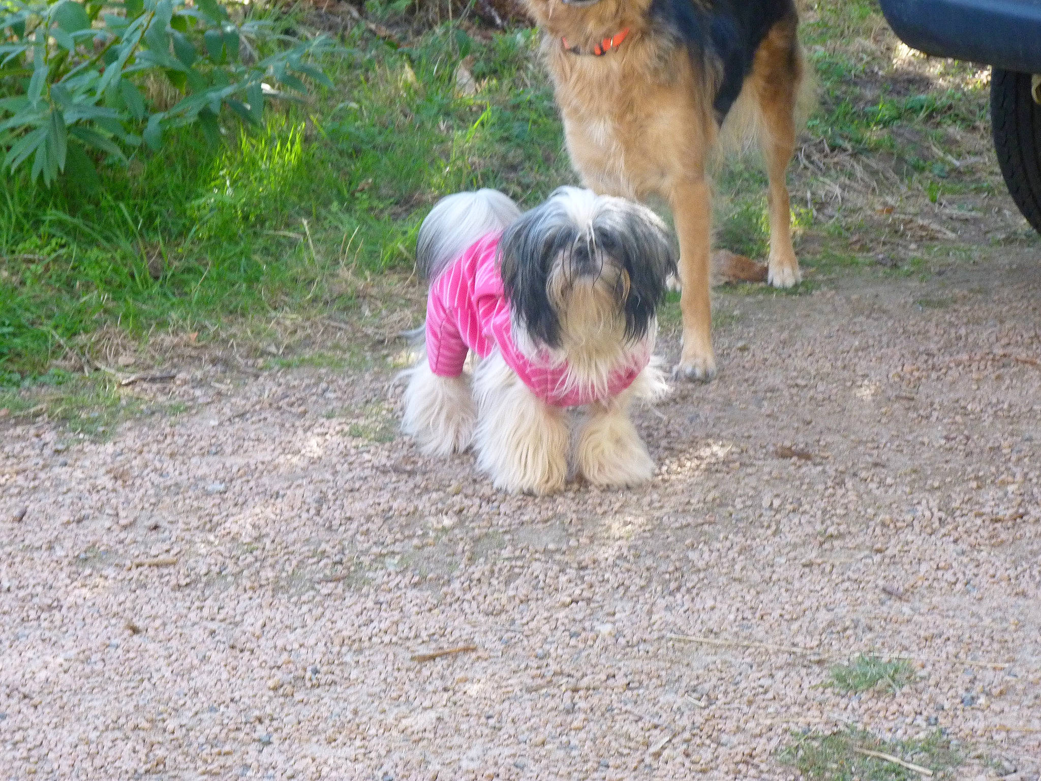 Kayla a rejoint le concours — aidez-le/la à gagner de superbes lots ! border_terrier, carnivore, companion_dog, dog, dog_breed, fawn, grass, liver, plant, romanian_mioritic_shepherd_dog, small_terrier, snout, sporting_group, tail, terrier, tire, toy_dog, water_dog, working_animal, working_dog