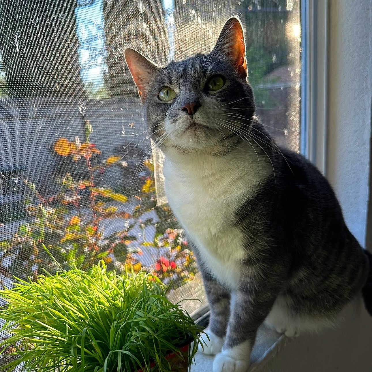 Ash joined the competition — help win amazing prizes! animal, cat, close_up, curious, daylight, domestic_cat, ears, feline, gray_cat, green_grass, indoor, outdoor_view, pet, plant_pot, potted_plant, sunlight, whiskers, white_paws, window_screen, windowsill