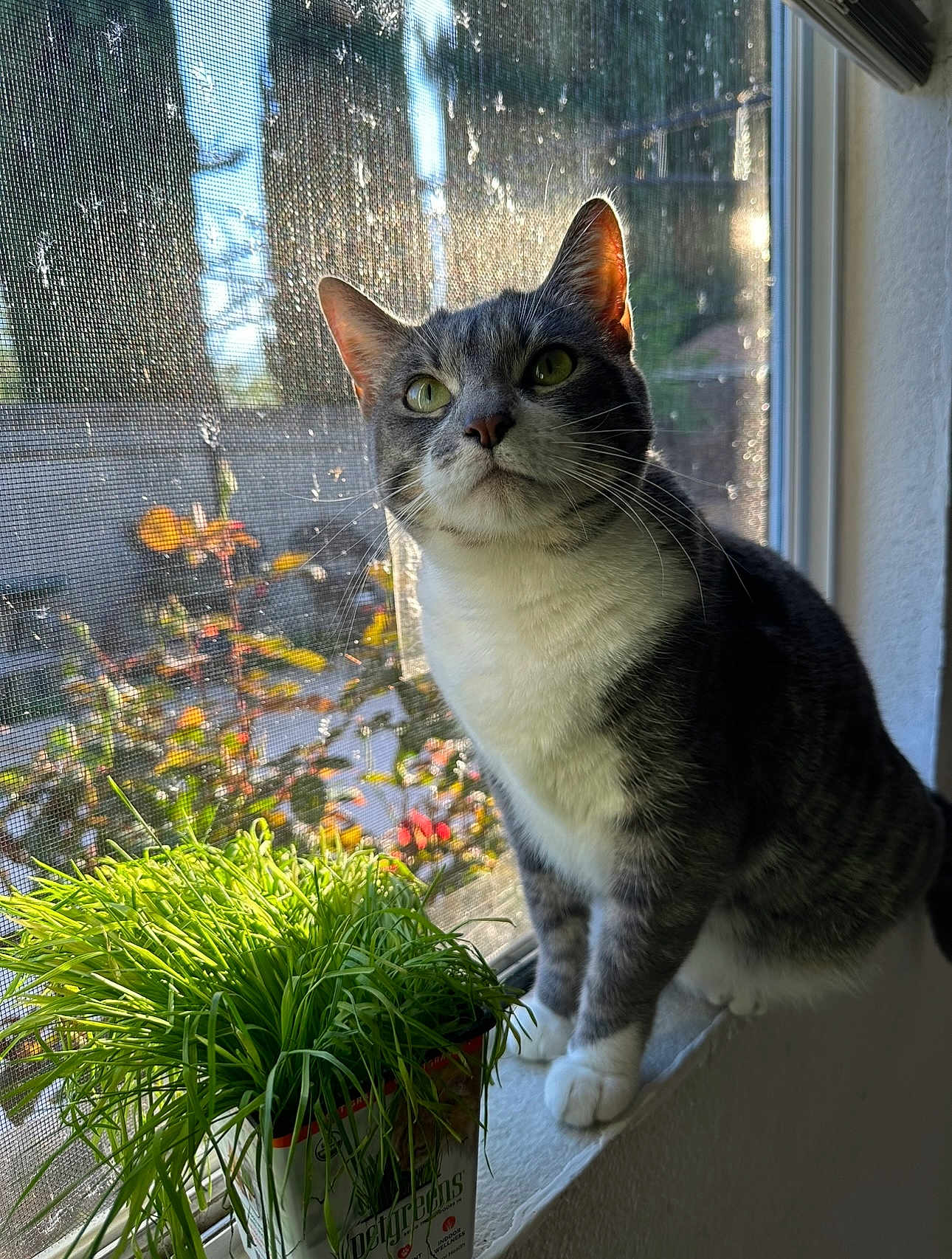 Ash