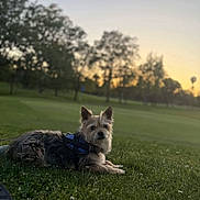Baby joined the competition — help win amazing prizes! dog, grass, park, sunset, harness, outdoor, pet, animal, nature, canine, relaxing, trees, evening, leisure, quiet, companion, fur, lying_down, scenic, daylight