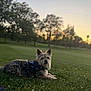dog, grass, park, sunset, harness, outdoor, pet, animal, nature, canine, relaxing, trees, evening, leisure, quiet, companion, fur, lying_down, scenic, daylight
