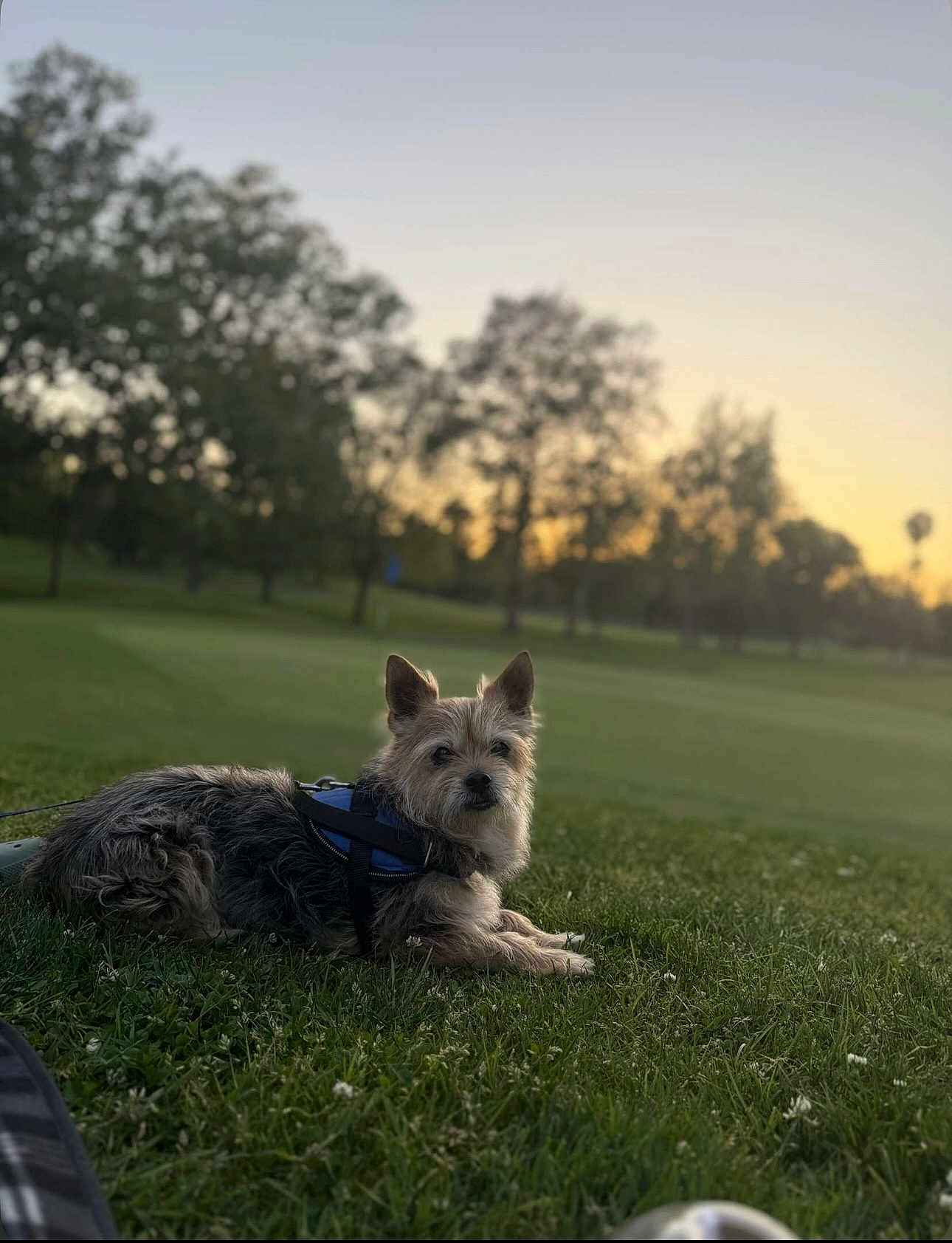 Baby joined the competition — help win amazing prizes! dog, grass, park, sunset, harness, outdoor, pet, animal, nature, canine, relaxing, trees, evening, leisure, quiet, companion, fur, lying_down, scenic, daylight