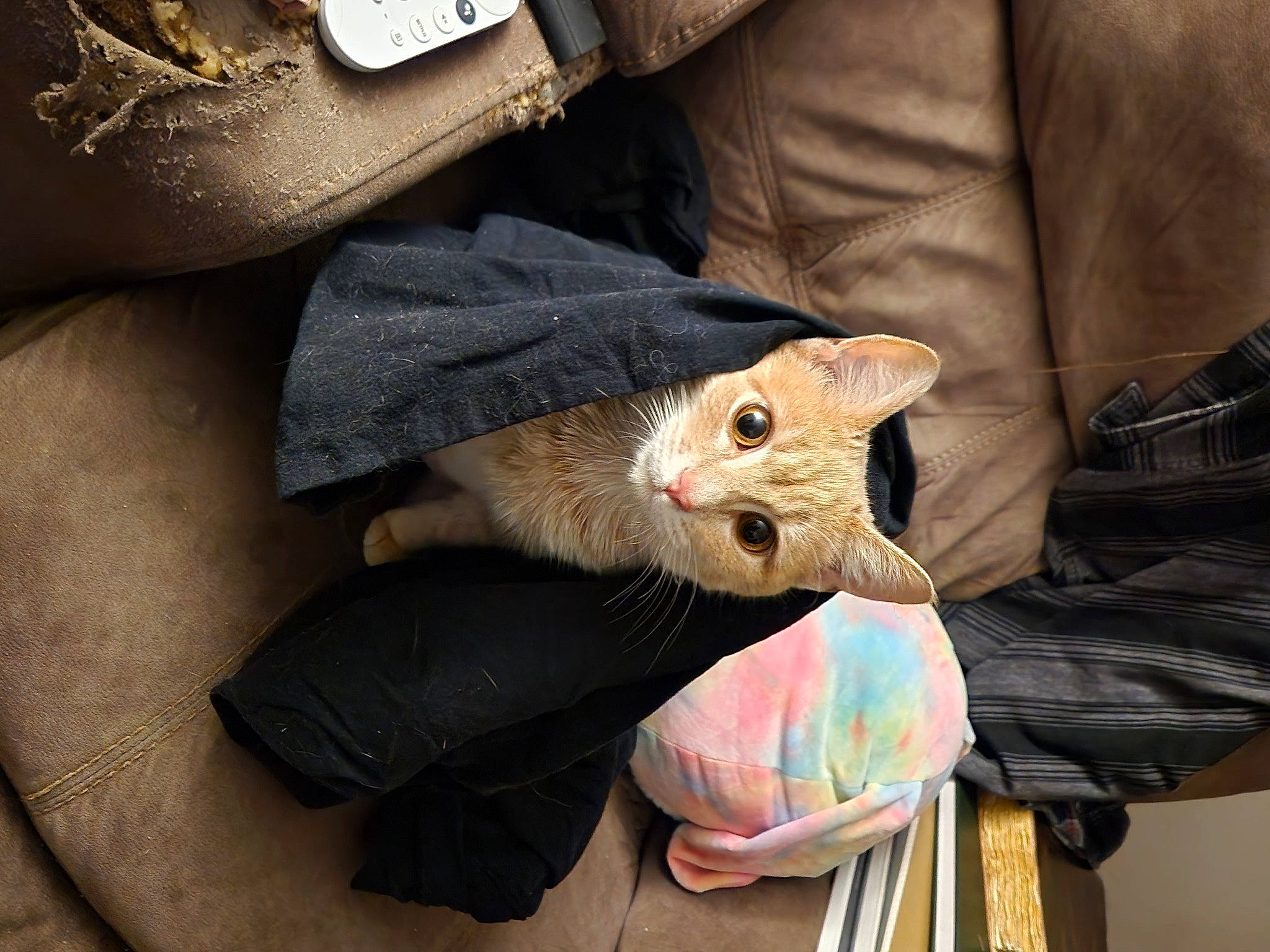 Butter joined the competition — help win amazing prizes! bag, carnivore, cat, claw, comfort, domestic_short_haired_cat, fashion_accessory, fawn, felidae, fur, linens, luggage_and_bags, nail, pocket, sleeve, small_to_medium_sized_cats, tail, thread, whiskers, window