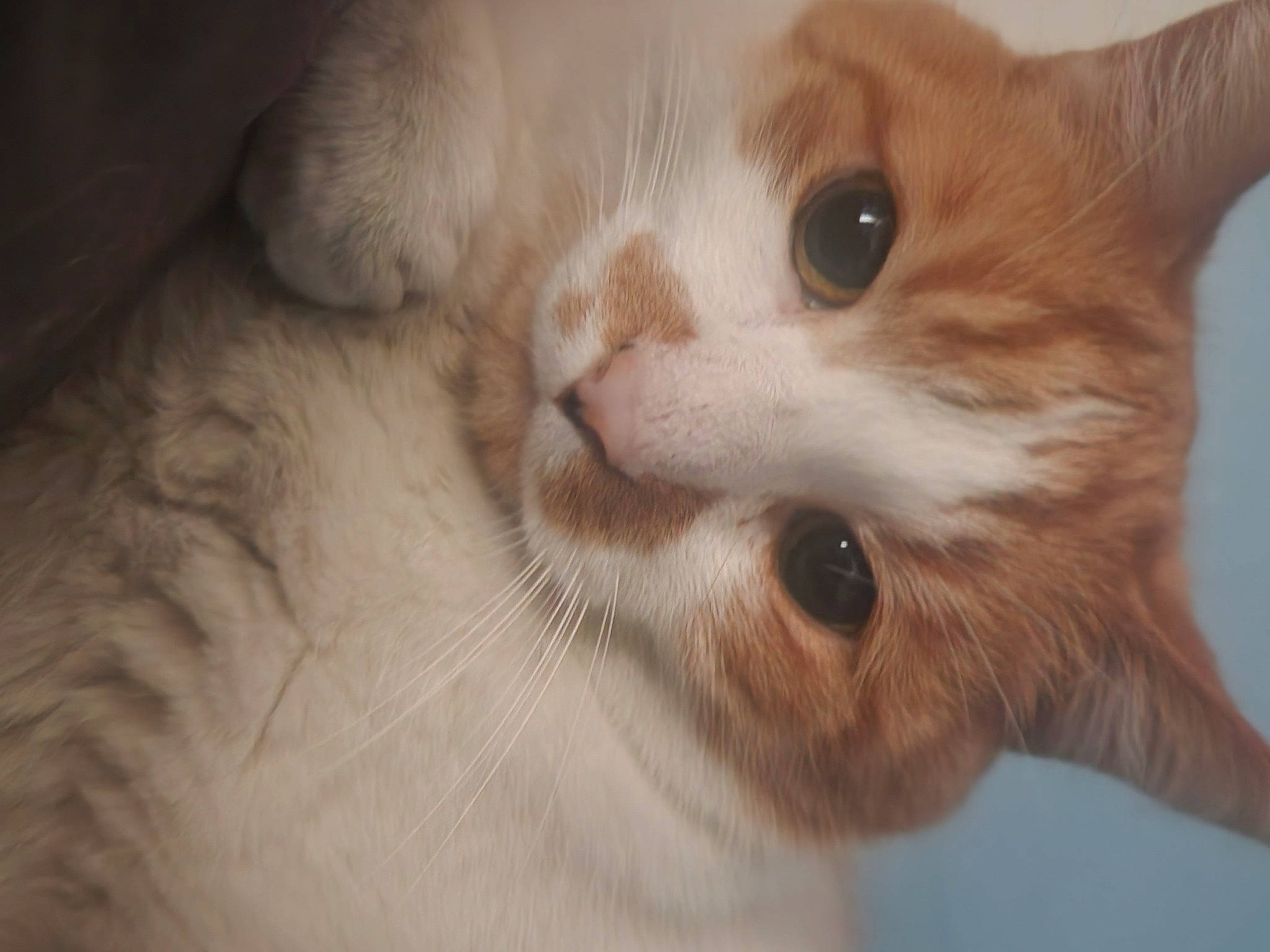 Chester joined the competition — help win amazing prizes! carnivore, cat, domestic_short_haired_cat, ear, fawn, felidae, fur, paw, small_to_medium_sized_cats, snout, whiskers