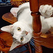 Groot joined the competition — help win amazing prizes! cat, white_cat, gray_patches, feline, pet, animal, upside_down, paws, whiskers, green_eyes, portrait, funny, playful, curious, wooden_chair, furniture, indoors, home, close_up, photography