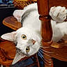 cat, white_cat, gray_patches, feline, pet, animal, upside_down, paws, whiskers, green_eyes, portrait, funny, playful, curious, wooden_chair, furniture, indoors, home, close_up, photography
