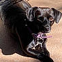 Shazie is registered to the contest to win money with this photo: accessories, animal, boxer, bulldog, canine, chihuahua, collar, dog, halter, hound, labradorretriever, leash, pet, pug, puppy, purple, snout, strap, sunglasses, tire