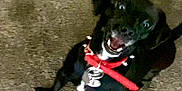 Shazie is registered to the contest to win money with this photo: accessories, animal, ball, boxer, bulldog, canine, cat, chihuahua, dog, grass, hound, labradorretriever, leash, pet, pug, puppy, sport, strap, tennis, tennisball