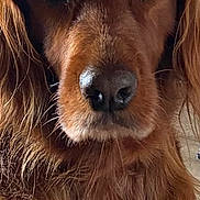 Nola participe au concours pour gagner de l'argent avec cette photo : dog, close_up, portrait, brown_fur, long_hair, canine, pet, animal, nose, face, whiskers, ears, fur_texture, indoor, looking_at_camera, calm, gentle, mammal, companion, domestic_animal