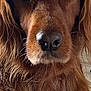dog, close_up, portrait, brown_fur, long_hair, canine, pet, animal, nose, face, whiskers, ears, fur_texture, indoor, looking_at_camera, calm, gentle, mammal, companion, domestic_animal