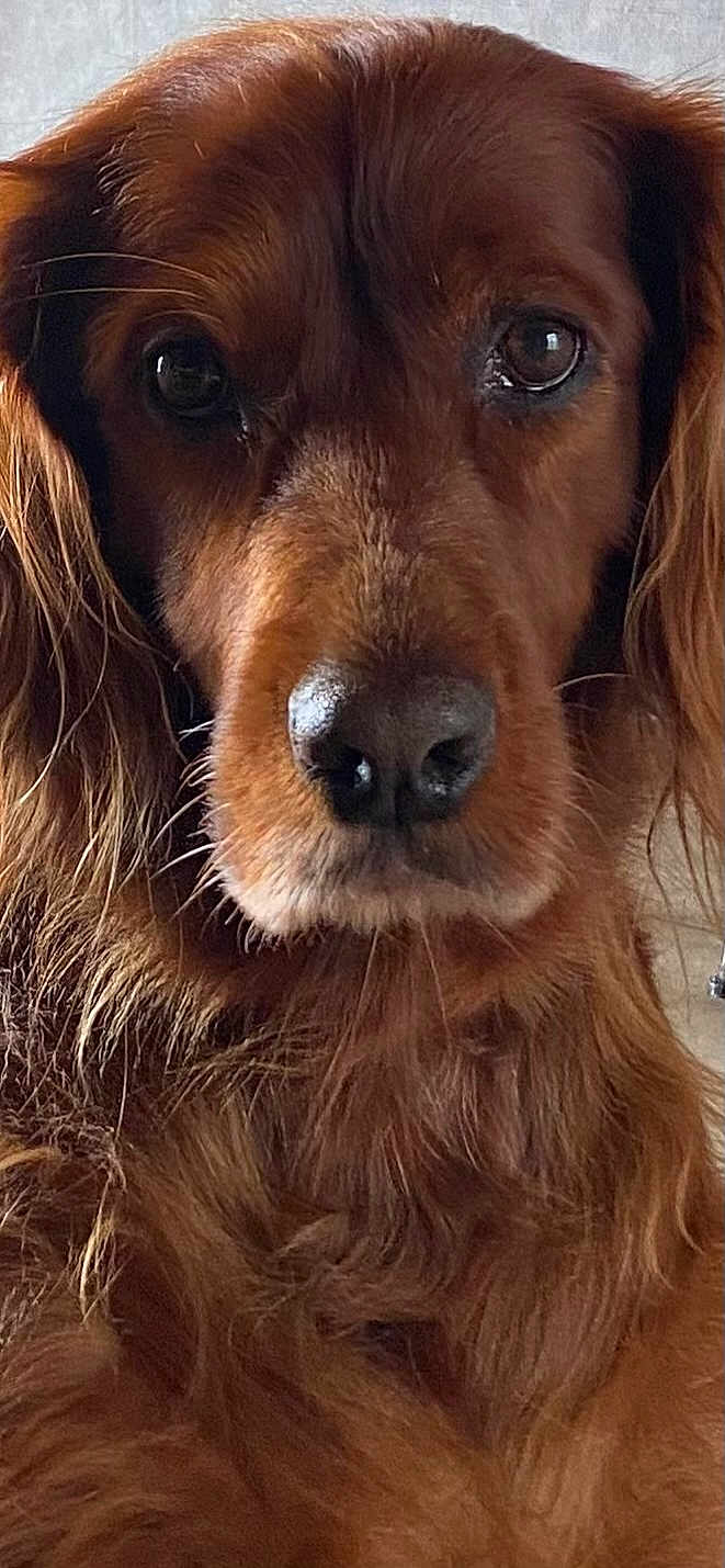 Nola participe au concours pour gagner de l'argent avec cette photo : dog, close_up, portrait, brown_fur, long_hair, canine, pet, animal, nose, face, whiskers, ears, fur_texture, indoor, looking_at_camera, calm, gentle, mammal, companion, domestic_animal