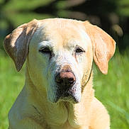 Illie participe au concours pour gagner de l'argent avec cette photo : dog, labrador_retriever, animal, pet, outdoor, grass, close_up, portrait, fur, canine, mammal, nature, sunlight, ears, face, nose, whiskers, expression, sitting, daylight