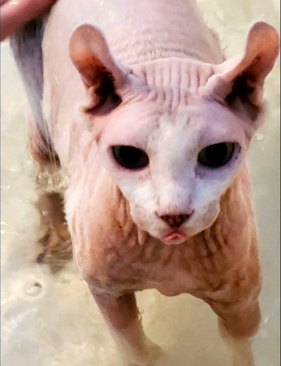 Ripley joined the competition — help win amazing prizes! animal_figure, carnivore, cat, donskoy, ear, eyelash, fawn, felidae, fur, sculpture, small_to_medium_sized_cats, snout, sphynx, tail, terrestrial_animal, throat, toy, visual_arts, whiskers, window