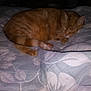 Simba is registered to the contest to win money with this photo: bed, canidae, carnivore, cat, comfort, dog_breed, fawn, felidae, furniture, nap, sleep, small_to_medium_sized_cats, sporting_group, tail, whiskers