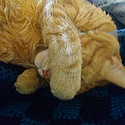 Simba joined the competition — help win amazing prizes! canidae, carnivore, cat, claw, dog_breed, fawn, felidae, fur, goldendoodle, paw, small_to_medium_sized_cats, sporting_group, tail