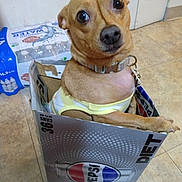 Queenie joined the competition — help win amazing prizes! dog, pet, box, pepsi, diet, bottle_pack, floor, tile, indoor, collar, small_dog, brown_dog, looking_up, curious, container, cardboard_box, household, funny, cute, sitting