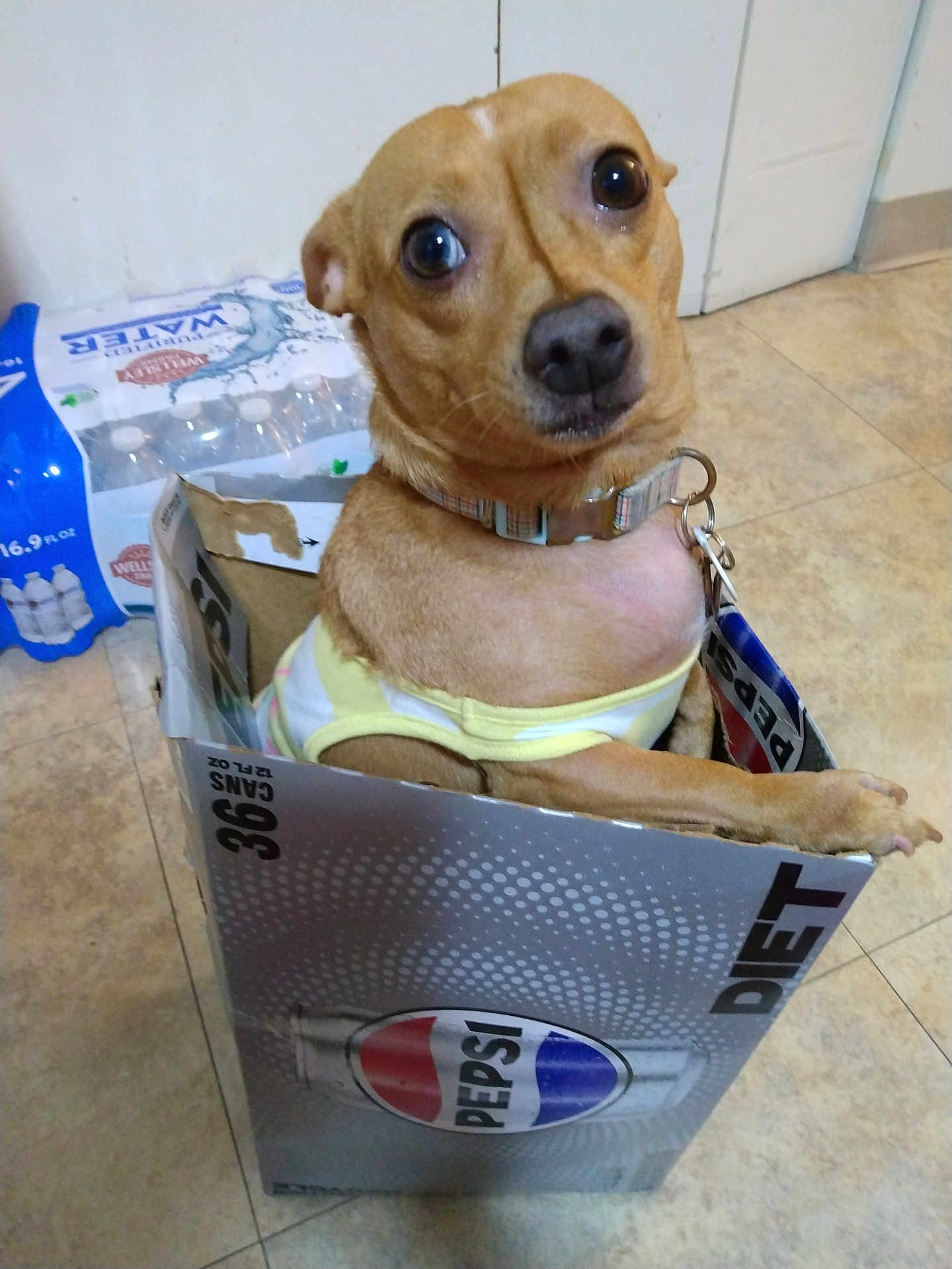 Queenie joined the competition — help win amazing prizes! dog, pet, box, pepsi, diet, bottle_pack, floor, tile, indoor, collar, small_dog, brown_dog, looking_up, curious, container, cardboard_box, household, funny, cute, sitting