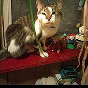 Smokey is registered to the contest to win money with this photo: cat, tabby_cat, sitting, red_shelf, figurines, plants, window, indoor, curious, pet, animal, feline, decor, greenery, toy, wooden_surface, domestic, household, furniture, closeup