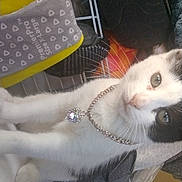 Harley Irizarry is registered to the contest to win money with this photo: cat, black_and_white, necklace, heart_pendant, tire, clothing, drying_rack, household_items, plastic, fabric, indoor, pet, animal, feline, curious, close_up, sitting, jewelry, collar, resting