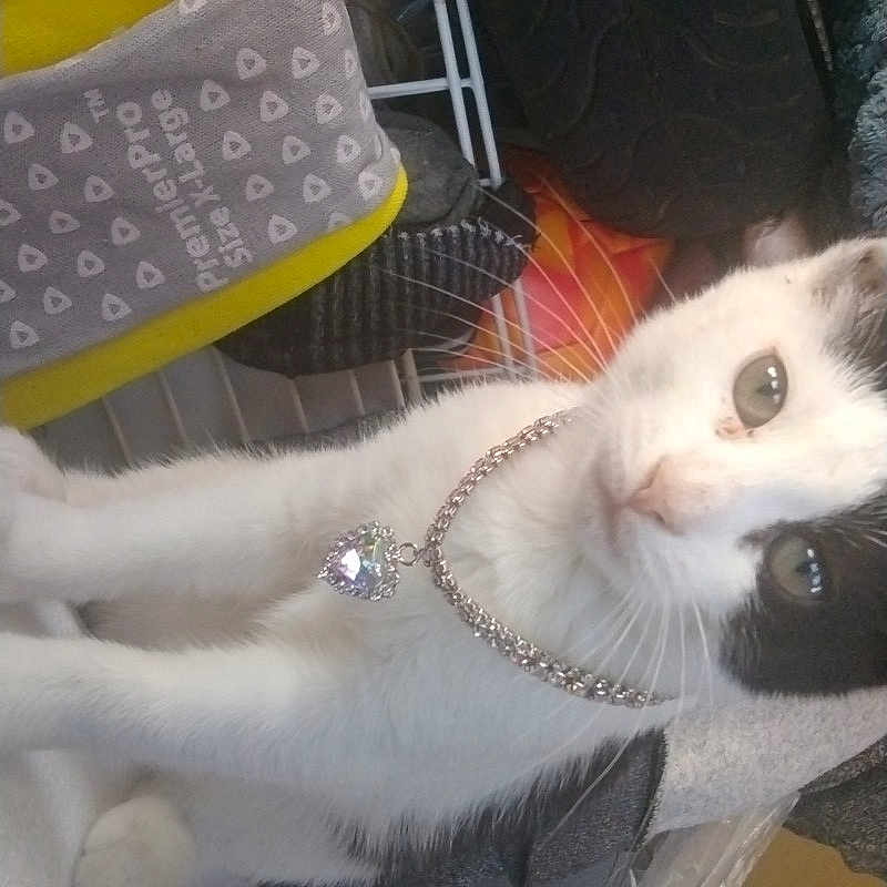 Harley Irizarry is registered to the contest to win money with this photo: animal, black_and_white, cat, close_up, clothing, collar, curious, drying_rack, fabric, feline, heart_pendant, household_items, indoor, jewelry, necklace, pet, plastic, resting, sitting, tire