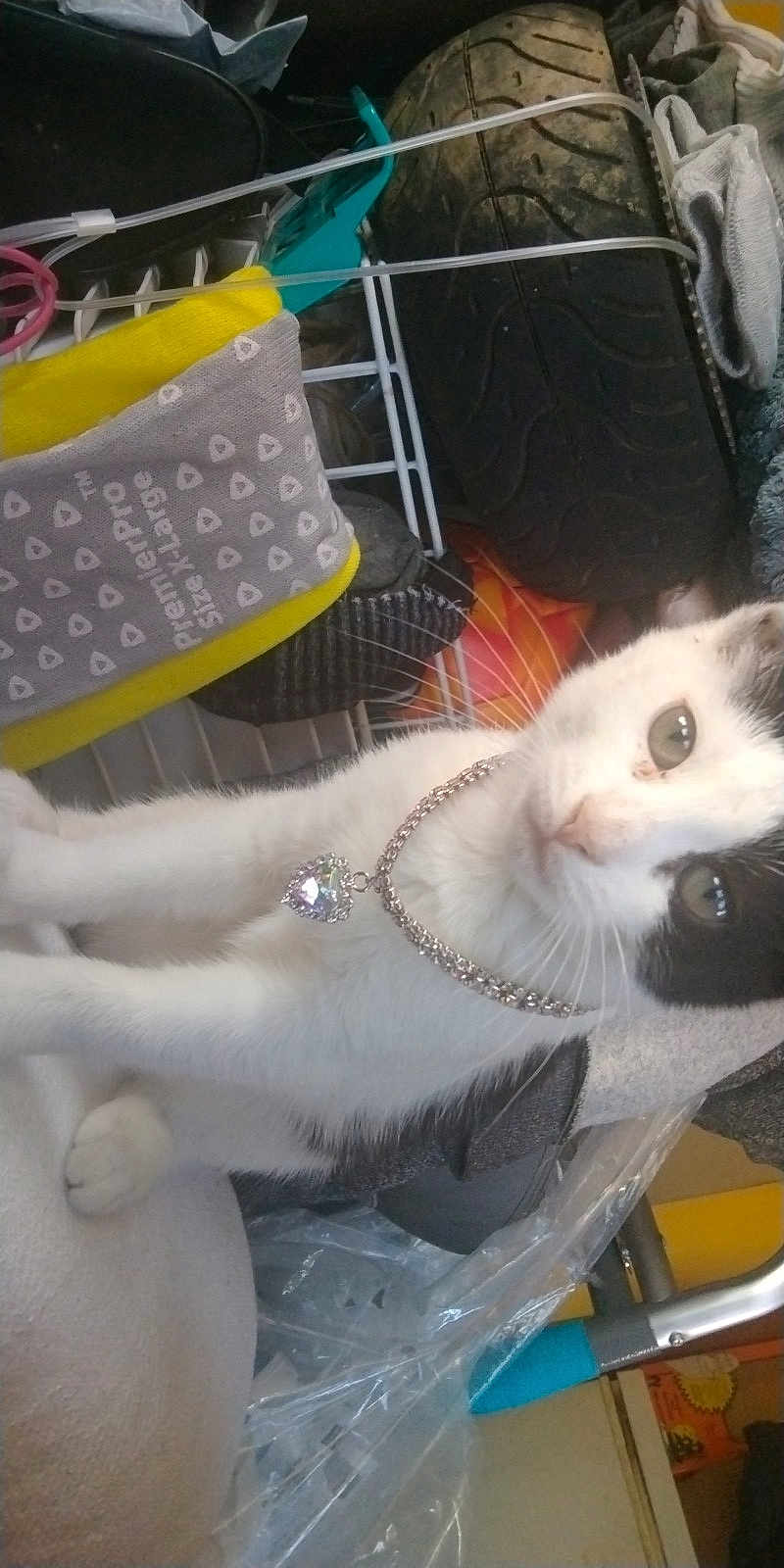Harley Irizarry is registered to the contest to win money with this photo: cat, black_and_white, necklace, heart_pendant, tire, clothing, drying_rack, household_items, plastic, fabric, indoor, pet, animal, feline, curious, close_up, sitting, jewelry, collar, resting