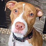 Dixie is registered to the contest to win money with this photo: dog, brown, white, collar, pet, indoor, close_up, floor, tile, ears, nose, whiskers, animal, canine, looking, portrait, domestic, muzzle, young, attention