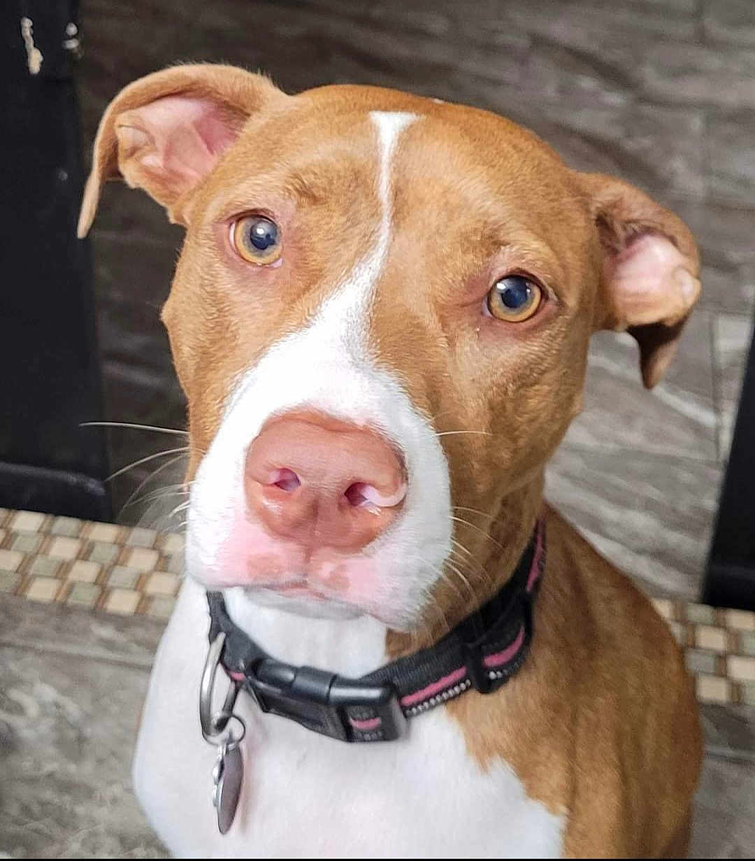 Dixie is registered to the contest to win money with this photo: dog, brown, white, collar, pet, indoor, close_up, floor, tile, ears, nose, whiskers, animal, canine, looking, portrait, domestic, muzzle, young, attention