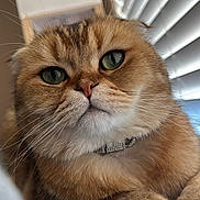 Tucker is registered to the contest to win money with this photo: cat, pet, feline, close_up, green_eyes, whiskers, fur, collar, indoor, window_blinds, relaxed, cute, animal, domestic, portrait, resting, soft_lighting, orange_brown, fluffy, paw