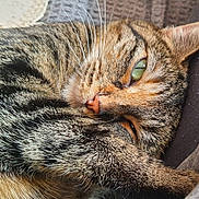 Zaya participe au concours pour gagner de l'argent avec cette photo : cat, tabby_cat, green_eye, fur, close_up, relaxed, resting, cozy, striped, whiskers, pet, animal, sleepy, cute, indoor, comfort, texture, soft, paw, portrait
