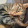 animal, cat, close_up, comfort, cozy, cute, fur, green_eye, indoor, paw, pet, portrait, relaxed, resting, sleepy, soft, striped, tabby_cat, texture, whiskers