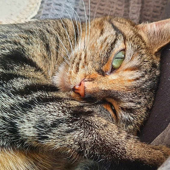 Zaya