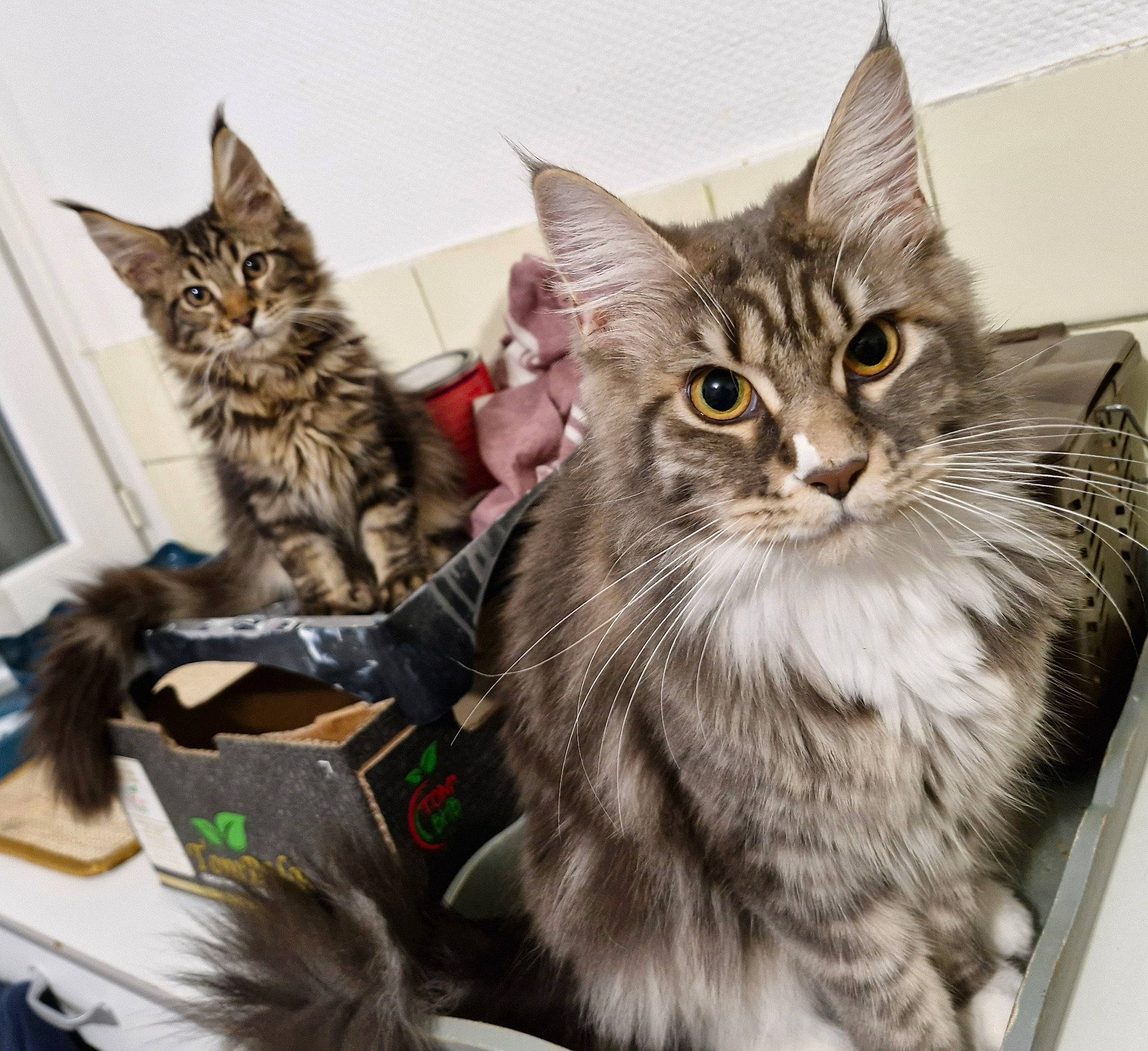 Ultime participe au concours pour gagner de l'argent avec cette photo : box, carnivore, cat, claw, domestic_short_haired_cat, felidae, fur, mammal, paw, small_to_medium_sized_cats, snout, vertebrate, whiskers