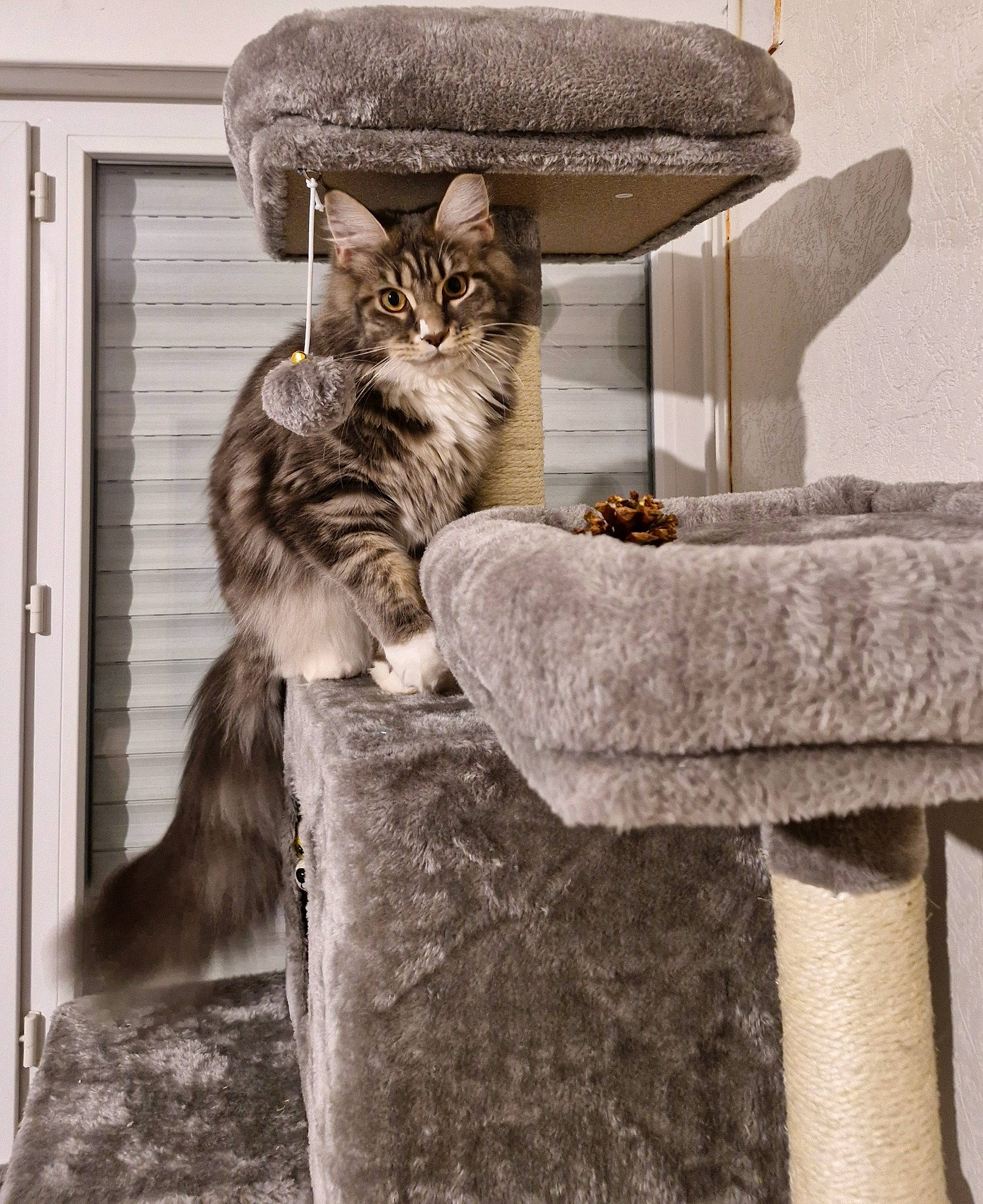 Ultime participe au concours pour gagner de l'argent avec cette photo : bench, carnivore, cat, cat_supply, comfort, couch, domestic_short_haired_cat, felidae, flowerpot, fur, grey, outdoor_furniture, plant, rectangle, sitting, small_to_medium_sized_cats, tail, whiskers, window, wood