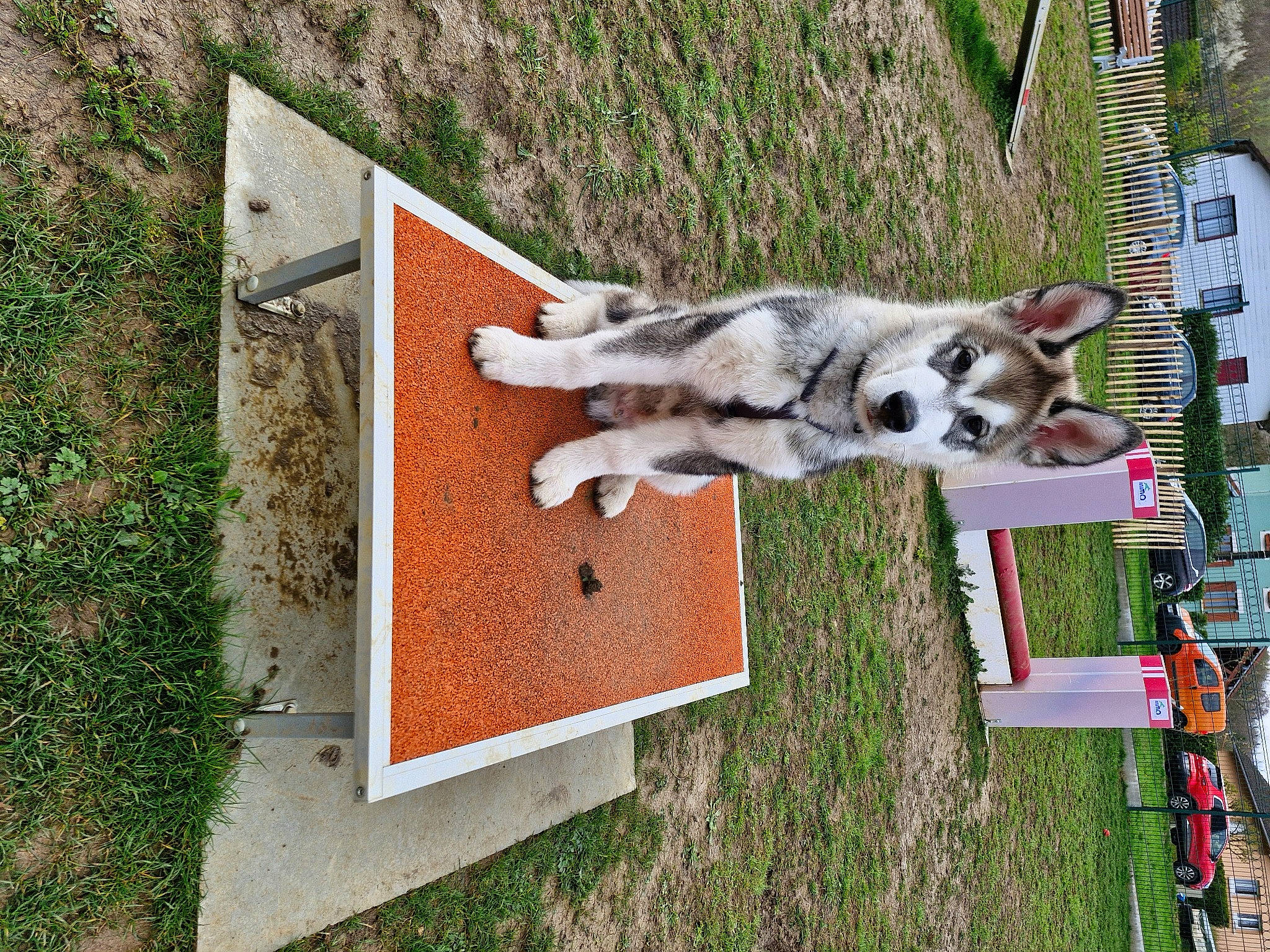 Balto participe au concours pour gagner de l'argent avec cette photo : canidae, canis, carnivore, dog, dog_breed, grass, groundcover, leisure, plant, pole, rectangle, sporting_group, wolf, working_animal