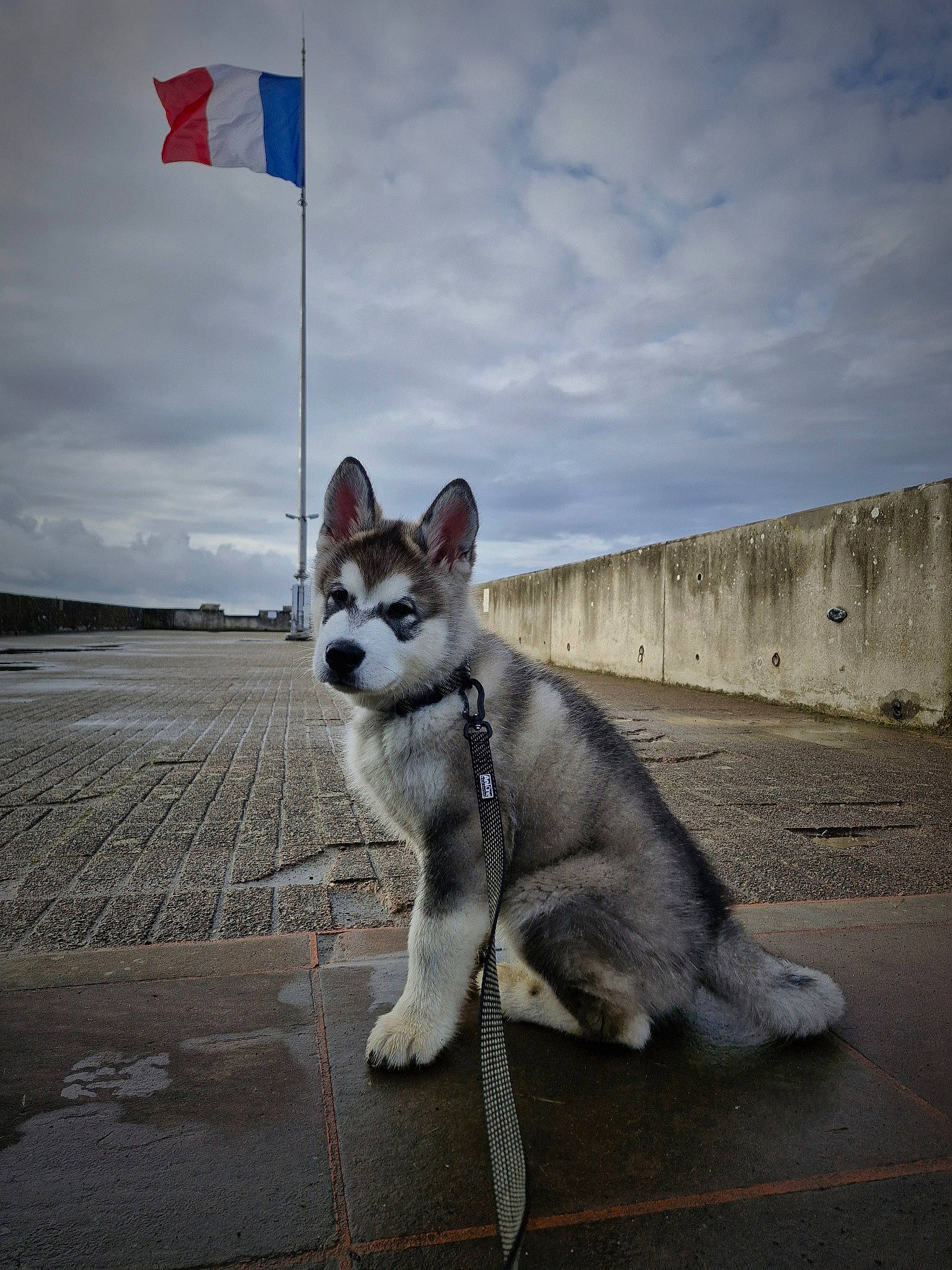 Balto a rejoint le concours — aidez-le/la à gagner de superbes lots ! asphalt, canidae, canis, carnivore, cloud, companion_dog, dog, dog_breed, flag, grey, road, road_surface, sky, sled_dog, snout, sporting_group, tail, terrestrial_animal, wildlife, working_dog