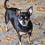dog, small_dog, black_dog, tan_markings, pet, indoor, carpet, food_bowl, kibble, alert, standing, curious, ears_up, animal, canine, companion, domestic, floor, looking_at_camera, household