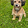 Falco a rejoint le concours — aidez-le/la à gagner de superbes lots ! adorable, animal, canine, cute, dog, friendly, fur, grass, greenery, happy, mammal, nature, outdoor, pet, playful, portrait, sitting, summer, tongue, young_dog