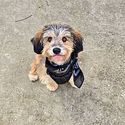 Falco a rejoint le concours — aidez-le/la à gagner de superbes lots ! adorable, animal, bandana, companion, concrete, cute, dog, domestic_animal, friendly, fur, looking_up, mammal, outdoor, pet, playful, puppy, sitting, small_dog, tongue_out, young_dog