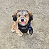 adorable, animal, bandana, companion, concrete, cute, dog, domestic_animal, friendly, fur, looking_up, mammal, outdoor, pet, playful, puppy, sitting, small_dog, tongue_out, young_dog