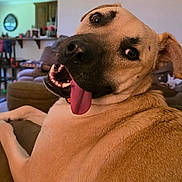 Toby joined the competition — help win amazing prizes! background, close_up, couch, dog, ear, eyes, fur, furniture, indoor, large_breed, living_room, nose, panting, paws, pet, playful, relaxed, smiling, teeth, tongue_out