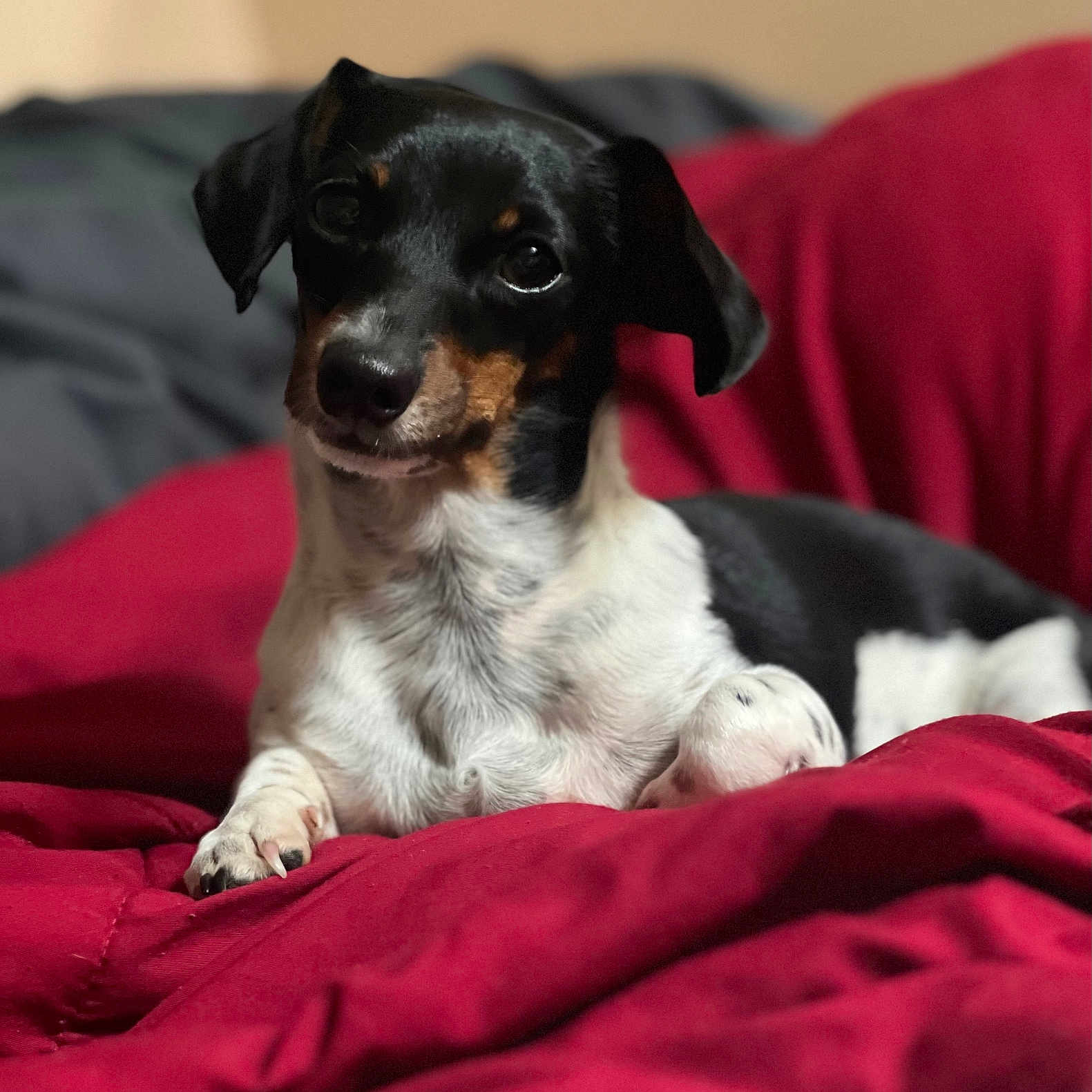 Dixie joined the competition — help win amazing prizes! animal, beagle, bed, bedroom, blanket, canine, chihuahua, couch, cushion, dog, furniture, homedecor, hound, indoors, linen, pet, pointer, puppy, room, snout