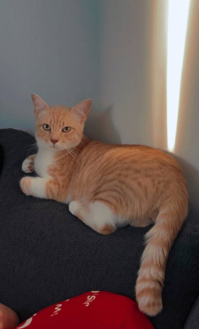 Litchi a rejoint le concours — aidez-le/la à gagner de superbes lots ! carnivore, cat, cat_supply, claw, comfort, domestic_short_haired_cat, fawn, felidae, foot, fur, paw, small_to_medium_sized_cats, snout, tail, toy, whiskers, wood