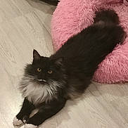 Athena a rejoint le concours — aidez-le/la à gagner de superbes lots ! cat, black_cat, white_fur, mustache, fluffy, pet, indoor, floor, pink_bed, cozy, relaxed, animal, cute, feline, yellow_eyes, long_fur, resting, domestic_cat, soft_texture, curious