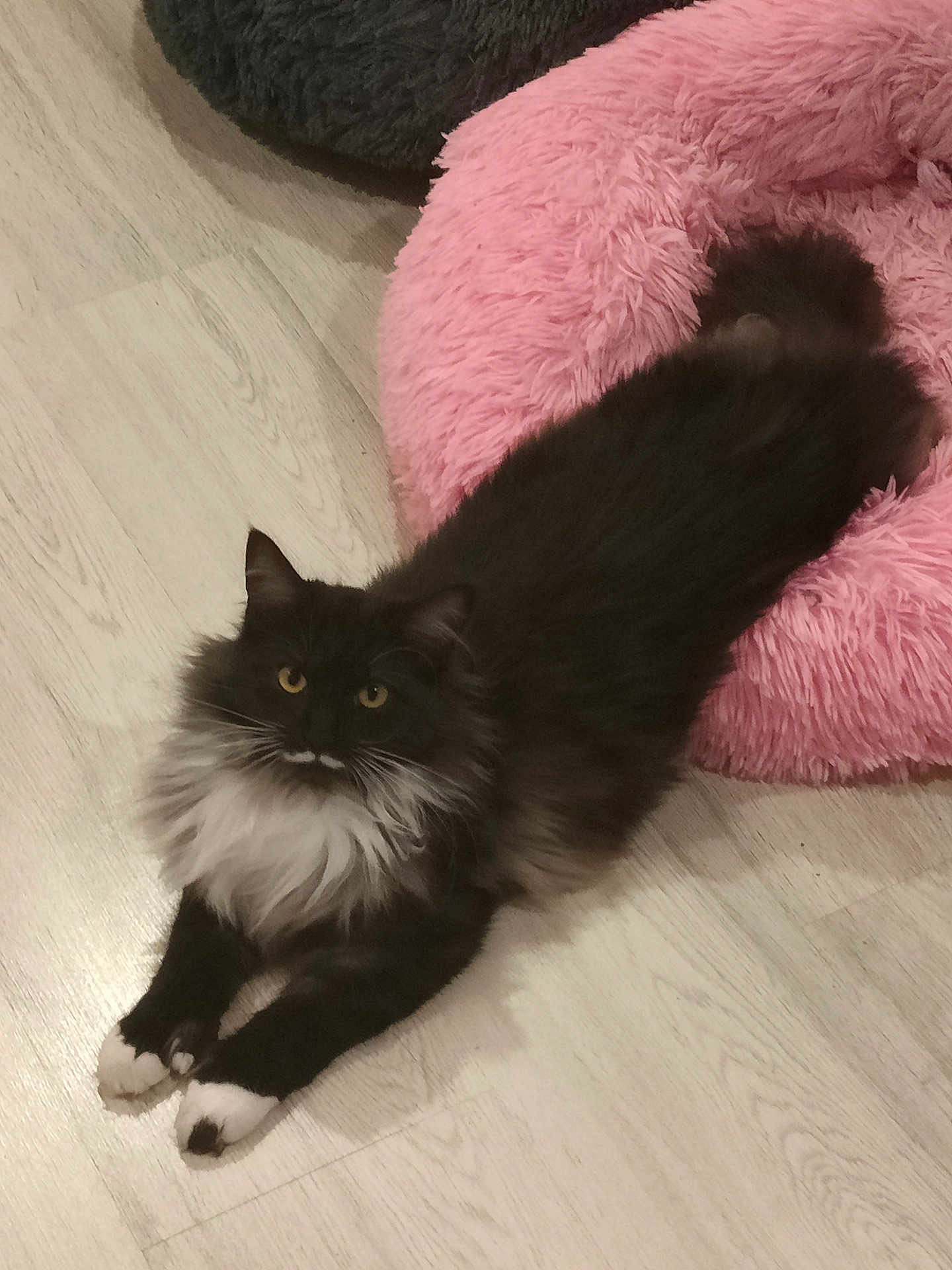Athena a rejoint le concours — aidez-le/la à gagner de superbes lots ! cat, black_cat, white_fur, mustache, fluffy, pet, indoor, floor, pink_bed, cozy, relaxed, animal, cute, feline, yellow_eyes, long_fur, resting, domestic_cat, soft_texture, curious